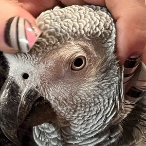 Meet your Posher, Raven